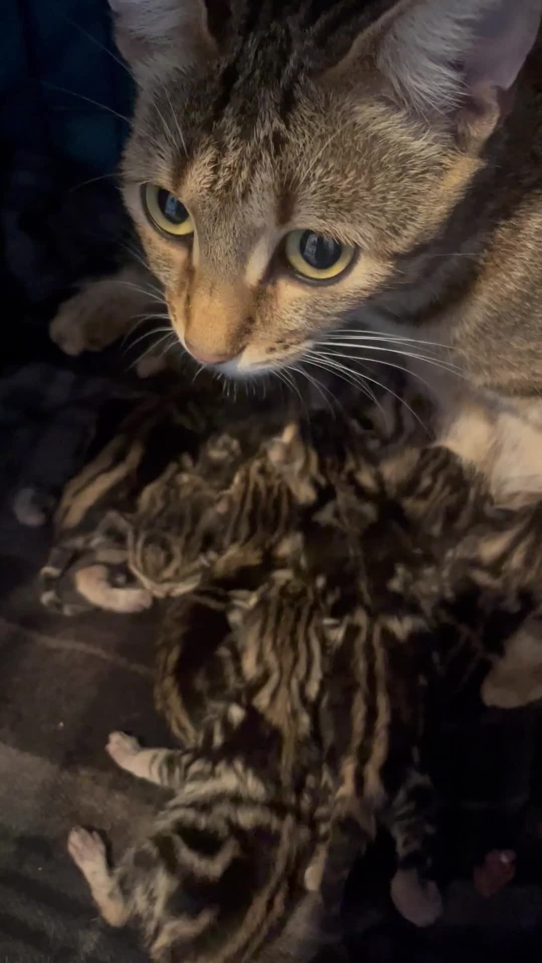 Bengal cats for sale: 9 BENGAL RAGDOLL X KITTENS - Video 1