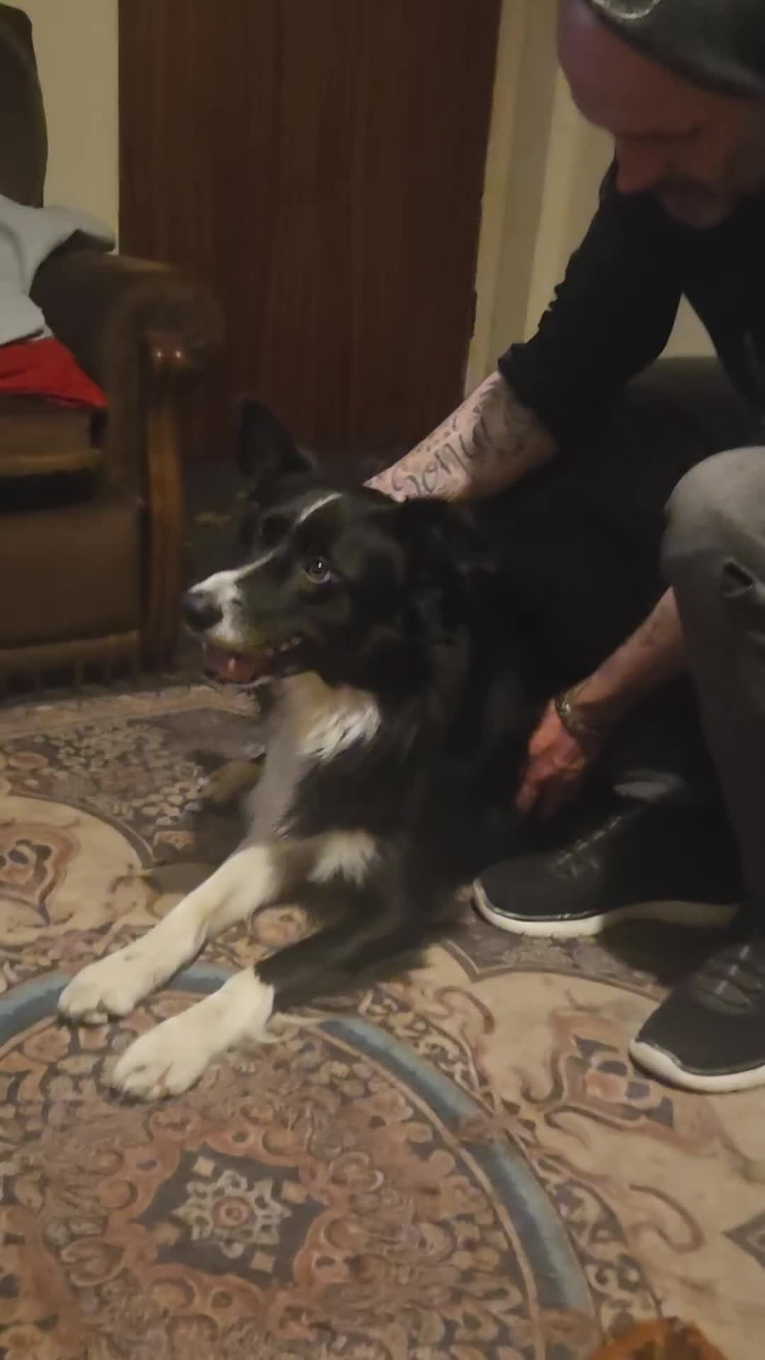 Border Collie dogs for sale: Border collie  in Craigavon - Video 1