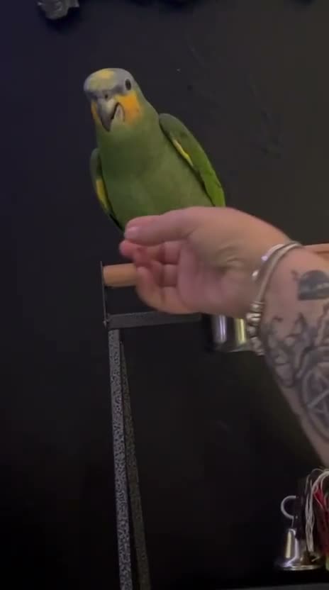 Parrots birds for sale: Tame & Friendly Orange Winged Amazon Talking Boy - Video 1
