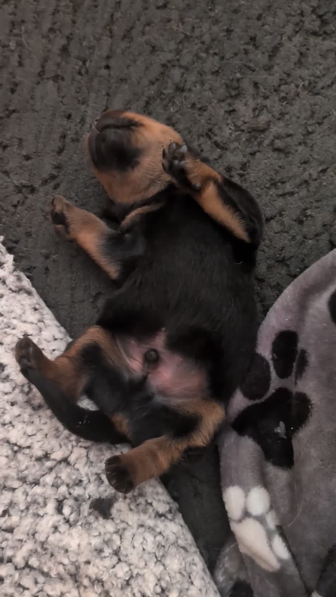 Rottweiler dogs for sale: KC Registered Rottweiler Puppies - Video 3