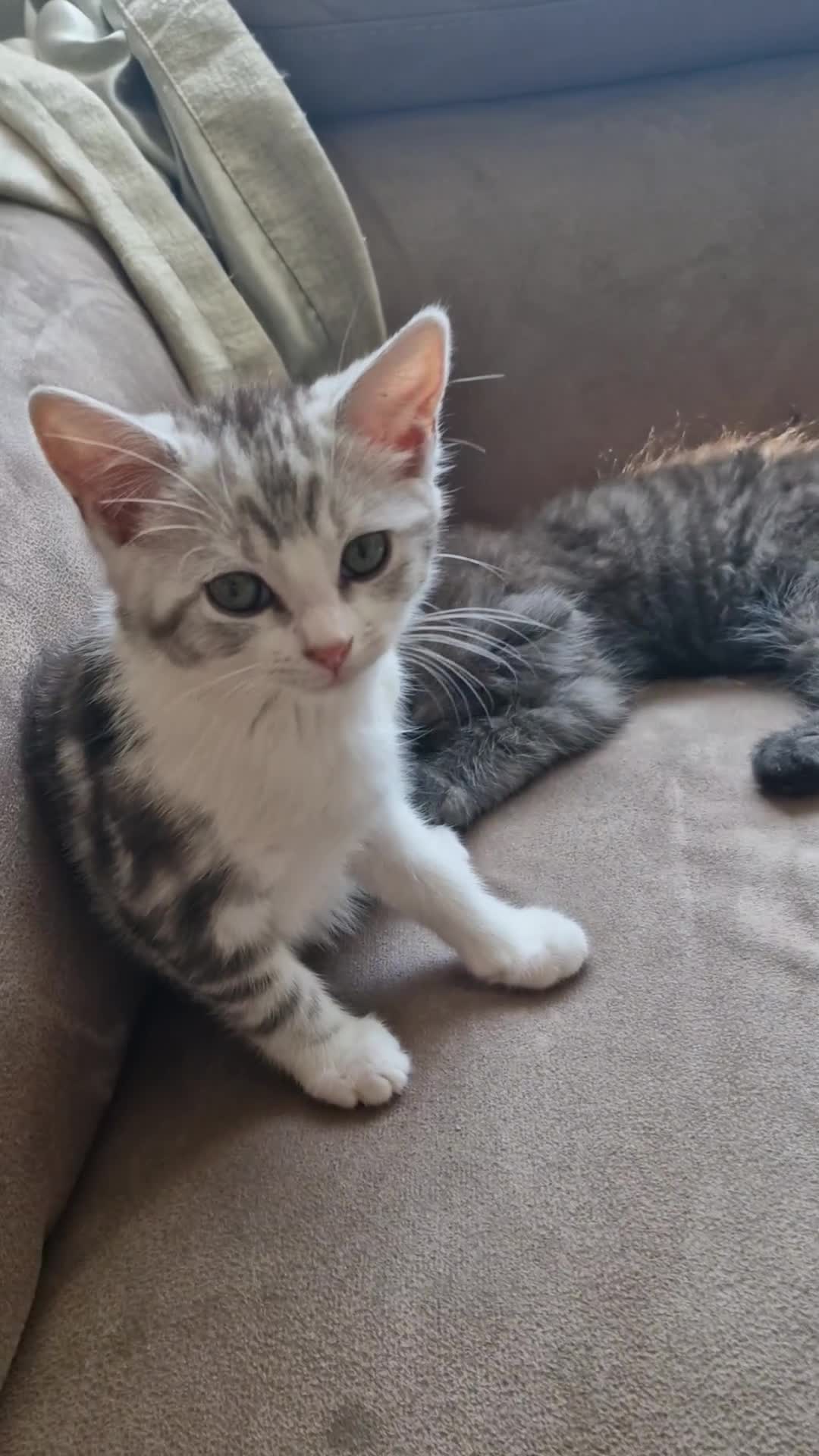 Mixed Breed cats for sale: Mixed ragdoll x kittens  - Video 1