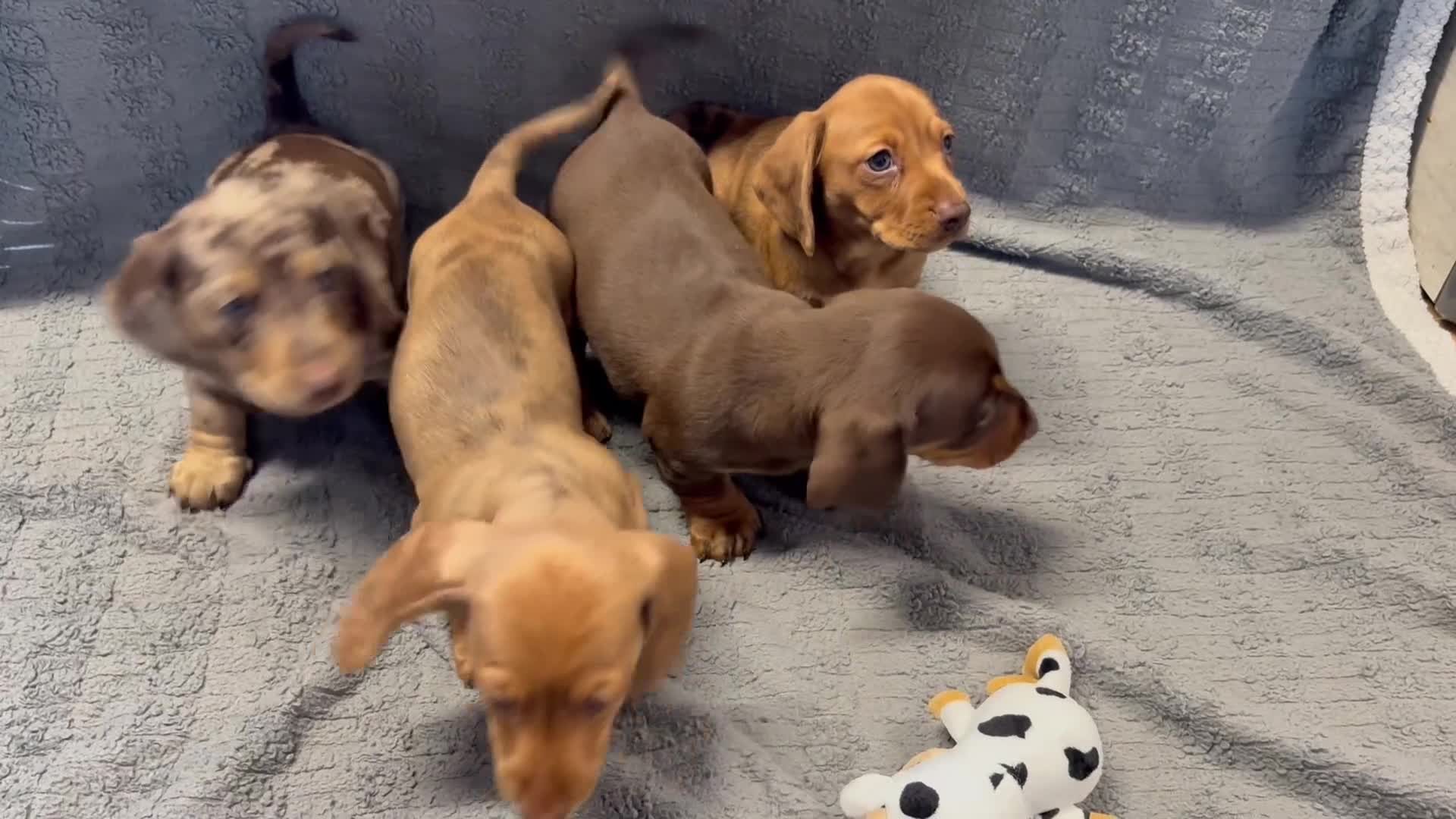 Miniature Dachshund dogs for sale: KC Miniature Dachshund Puppies Last Boy 🐶 - Video 1