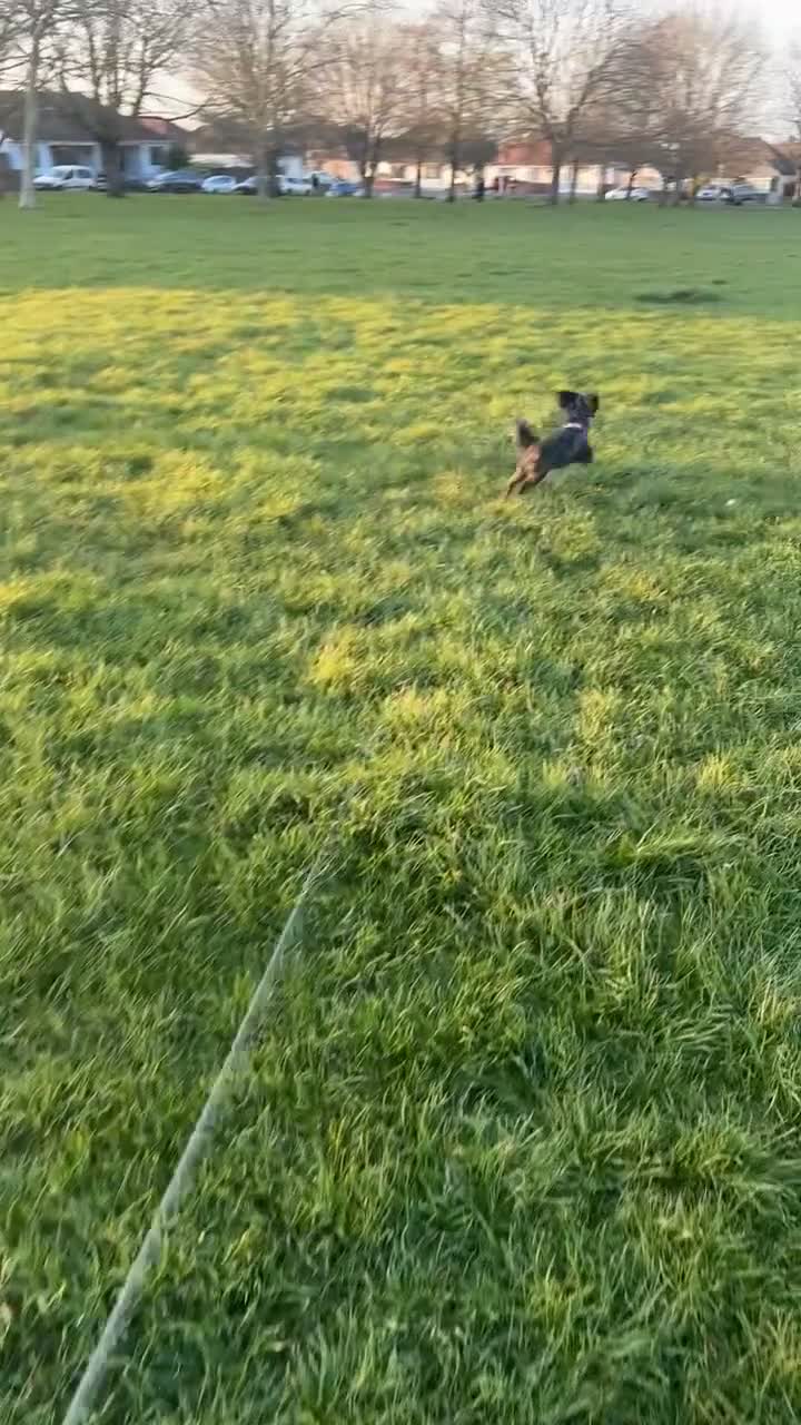 Dachshund dogs for sale: Poppy standard dachshund  - Video 2