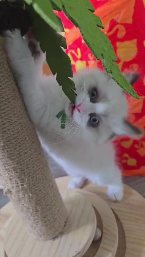 Ragdoll cats for sale: CollieKiss Ragdolls – Beautiful TICA Registered - Video 3