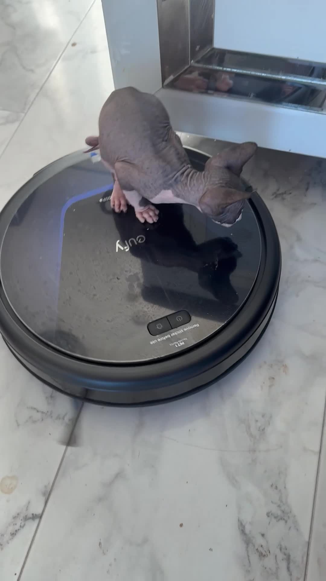 Sphynx cats for sale: canadian sphynx for sale  - Video 1