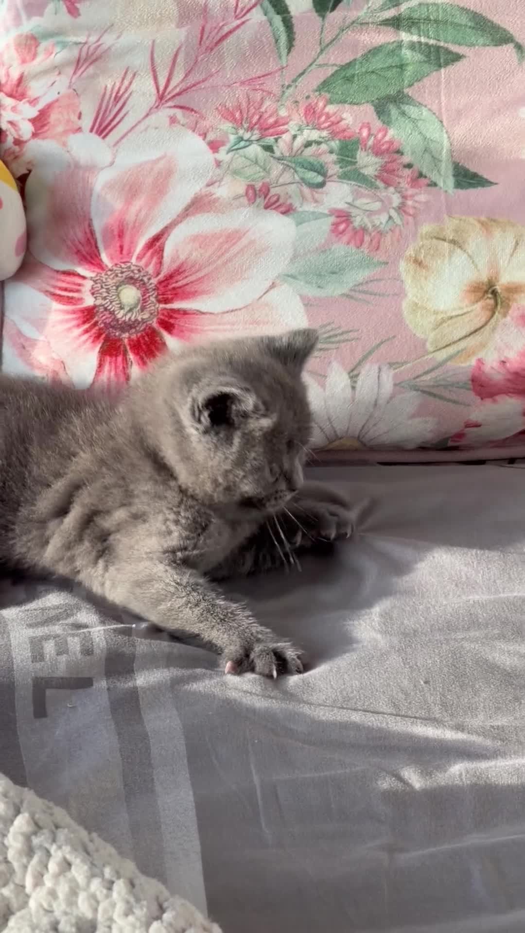 British Shorthair cats for sale: Beautiful British Shorthair - Video 2