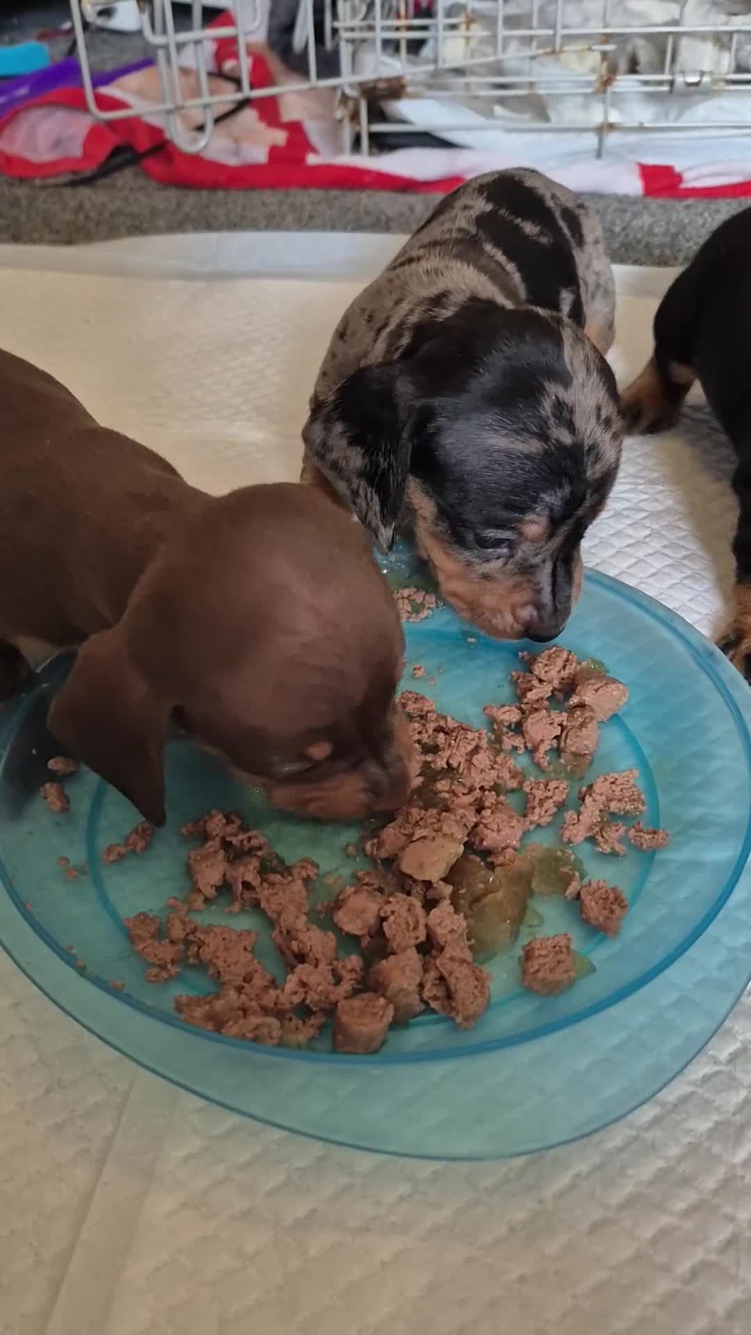 Miniature Dachshund dogs for sale: Miniature daschunds 2 girls - Video 1