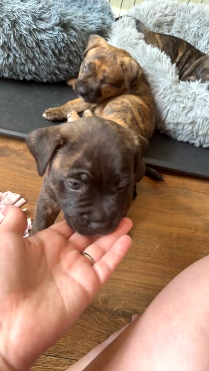 Presa Canario dogs for sale: Presa canario pups  - Video 3