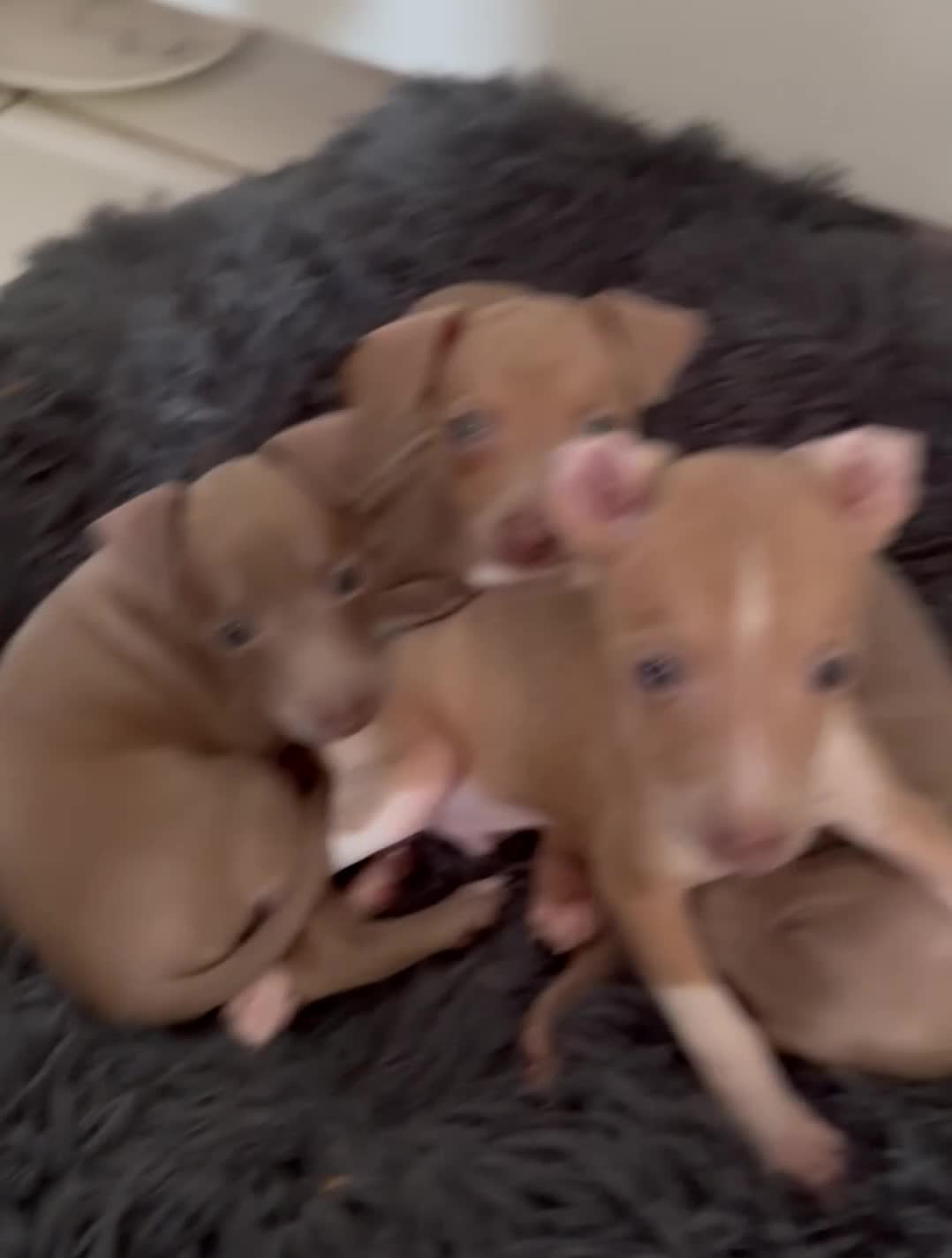 Italian Greyhound dogs for sale: KC registered Italian Greyhounds  - Video 1
