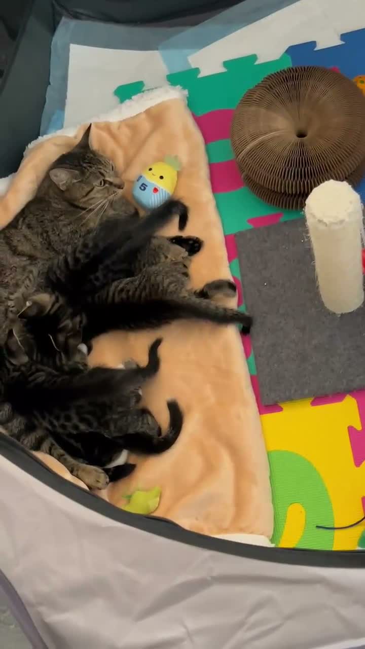Mixed Breed cats for sale: Kittens for loving home in London - Video 1