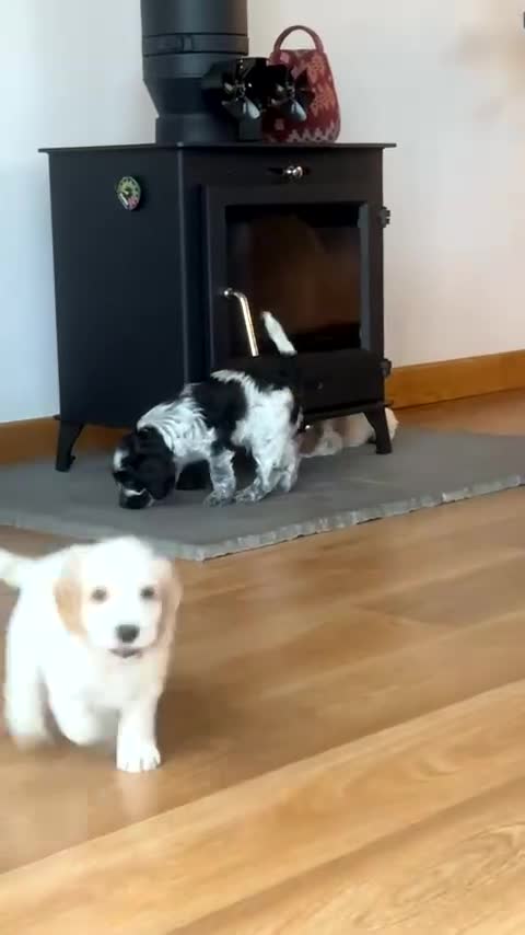 Cockapoo dogs for sale: Gorgeous Cockapoo puppies - Video 1