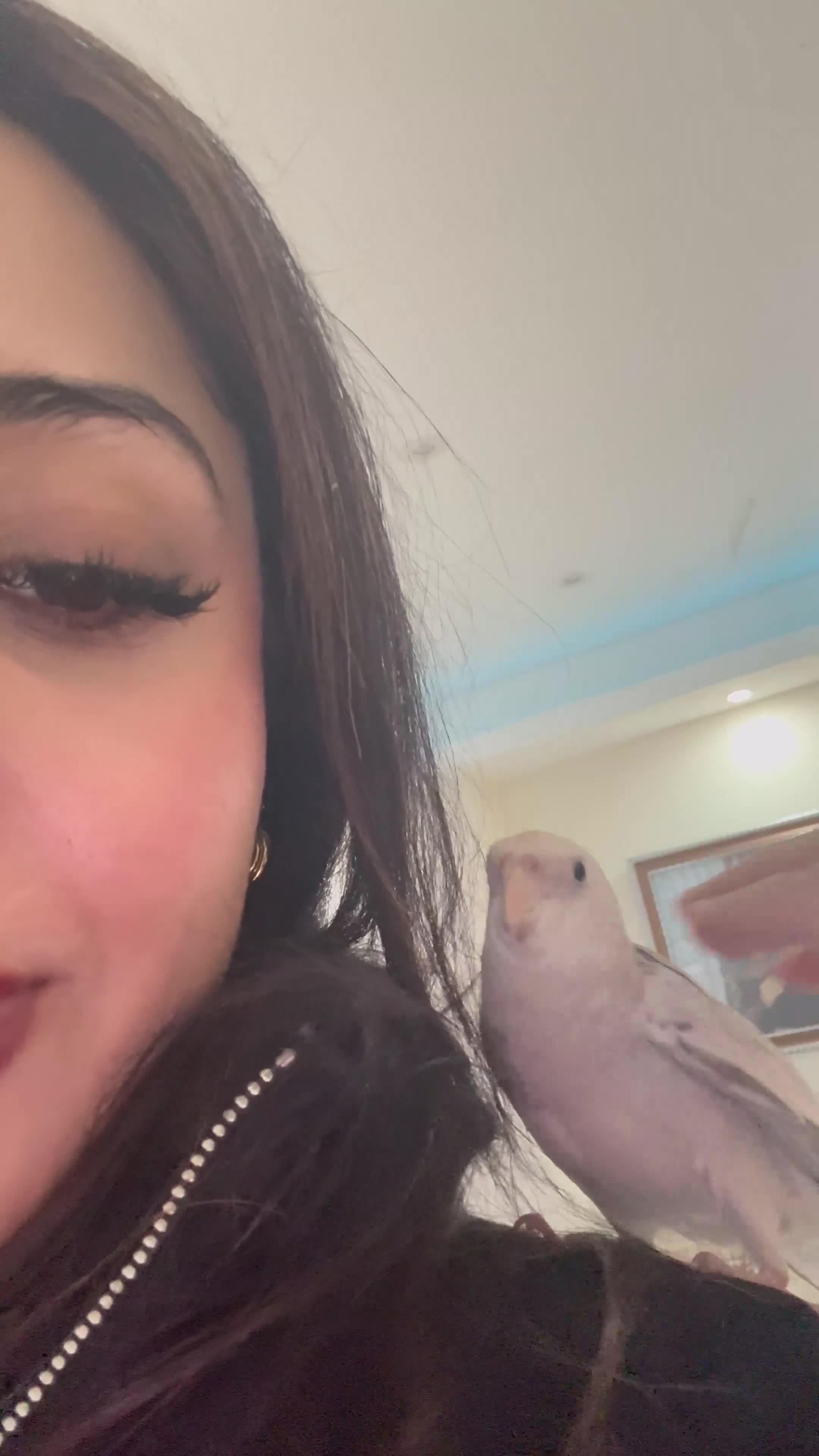 Cockatiels birds for sale: Lily- family Hand tamed cockteil- 7 months - Video 2