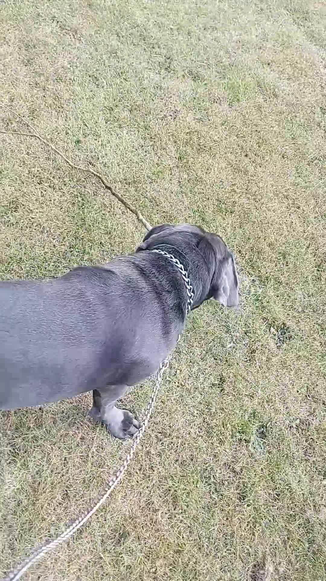 Cane Corso dogs for stud: Enzo perfect stud - Video 1