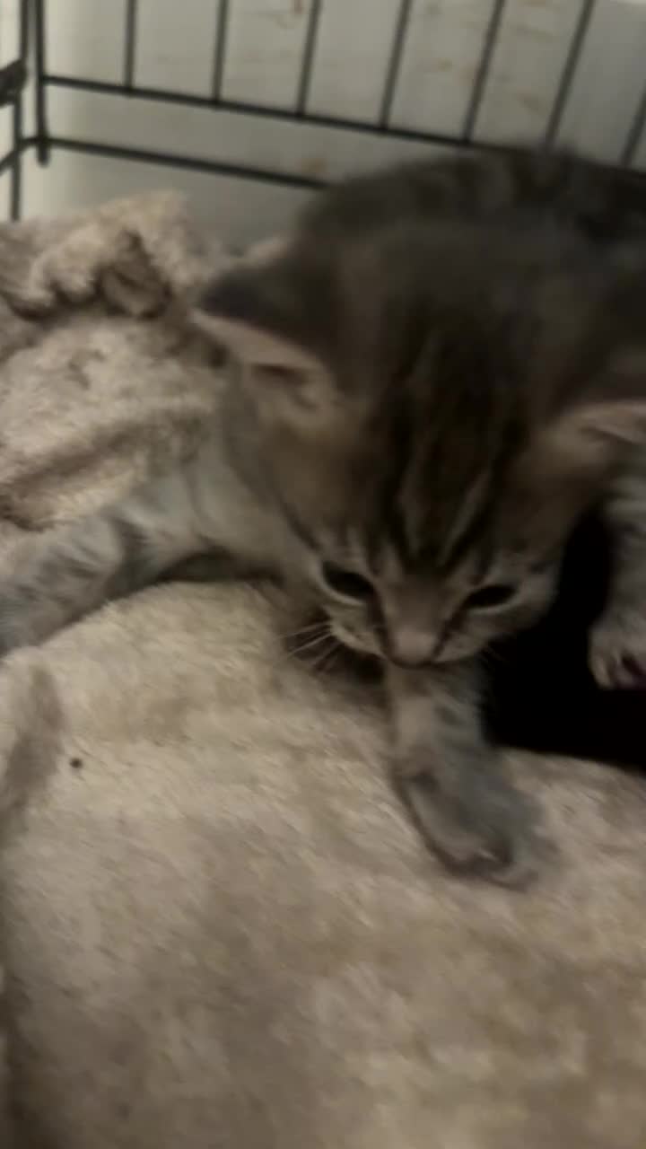 Mixed Breed cats for sale: Beautiful  kittens  - Video 3