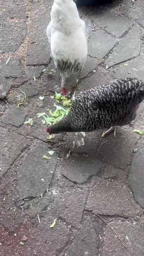 Mixed Breed livestock for sale: Chickens for sale  - Video 1