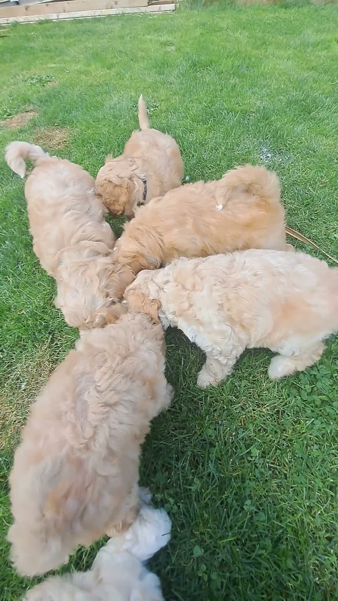 Mixed Breed dogs for sale: Maltipoo ready to leave in 2 weeks! in Chigwell - Video 3