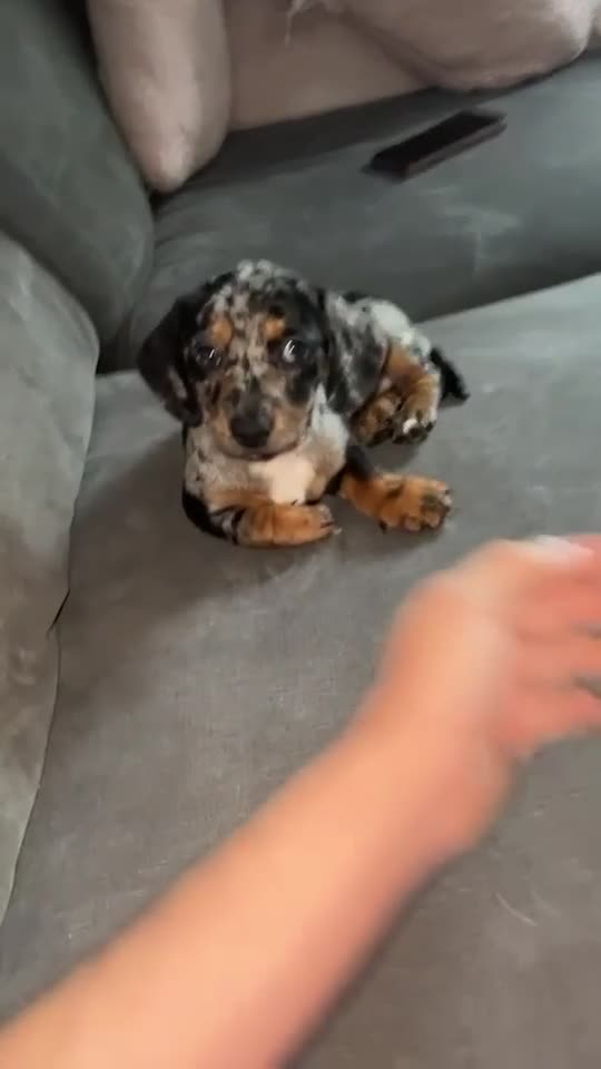 Jackshund dogs for sale: Female Available ♥️ - Video 2