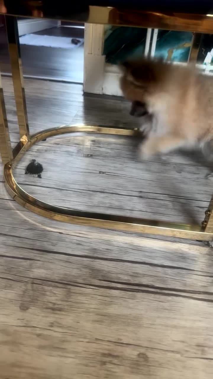 Pomeranian dogs for sale: pomeranian baby girl  - Video 1