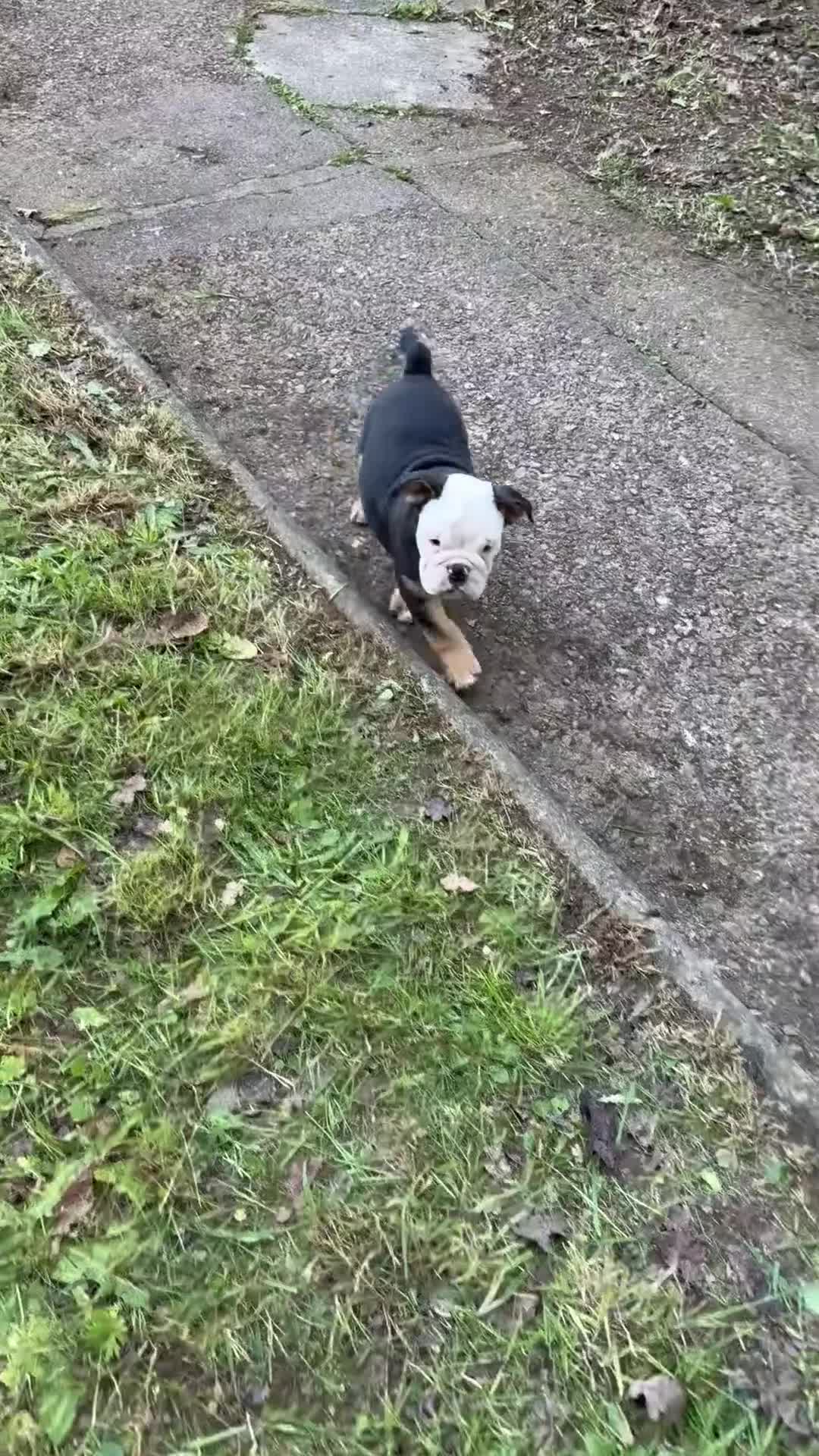 English Bulldog dogs for sale: KC Registered English Bulldog Puppies  - Video 1