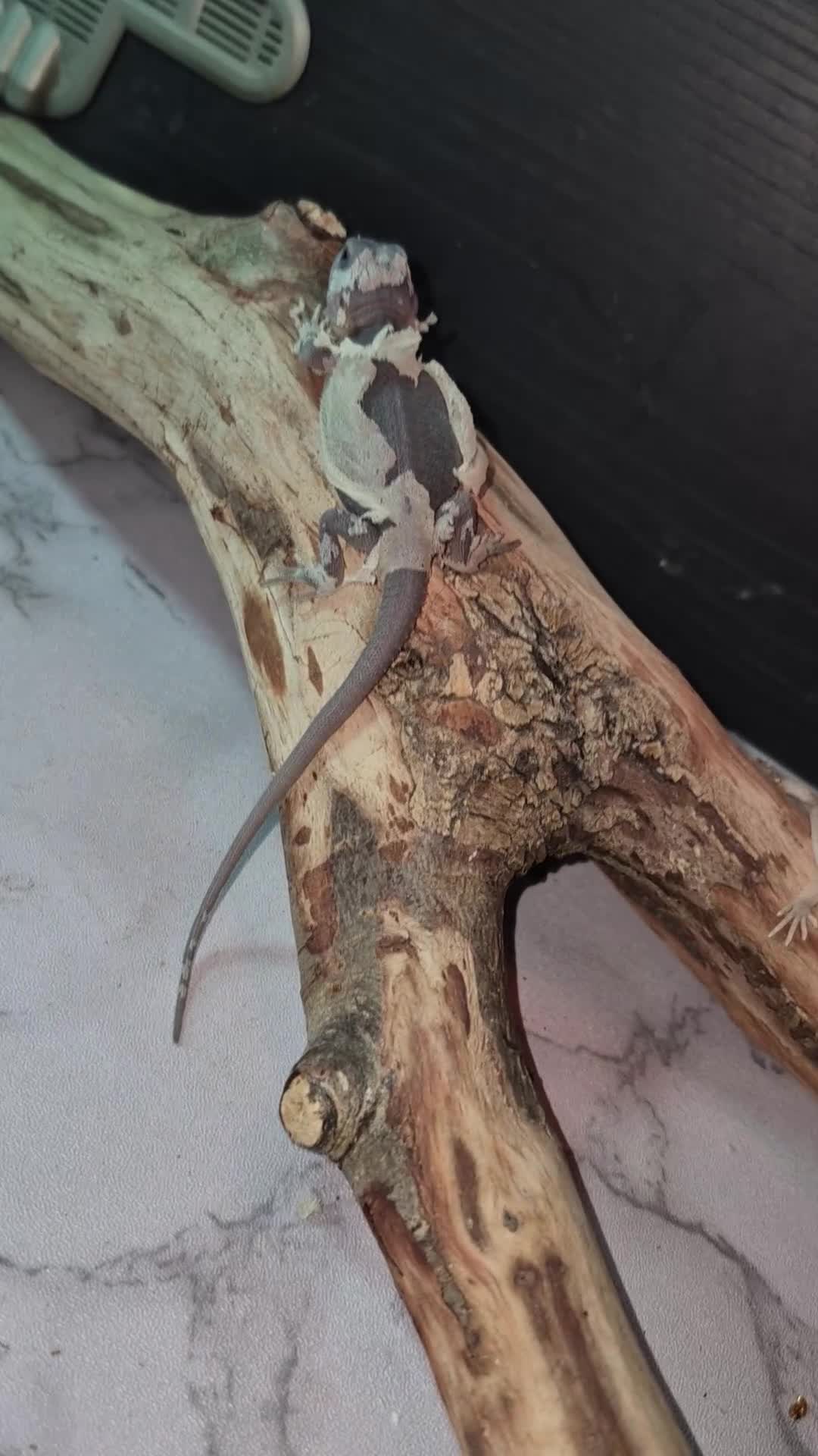Bearded Dragon reptiles for sale: Baby bearded  dragons  - Video 1