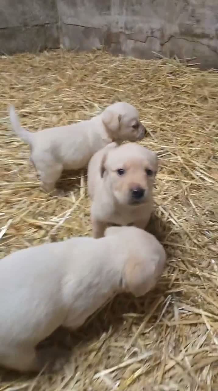 Labrador Retriever dogs for sale: Chunky Labrador pups looking for new homes - Video 2