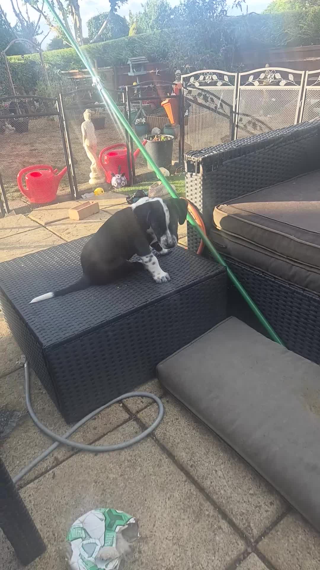 Mixed Breed dogs for sale: READY NOW 2 boys Sprollie x Dalmatian pups - Video 1