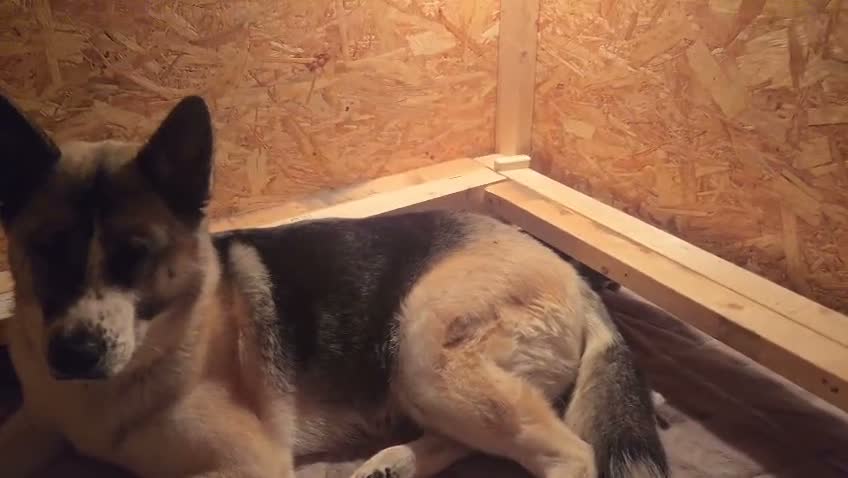 Akita dogs for stud: ***Chico’s finding LOVE… Proven Stud*** - Video 3