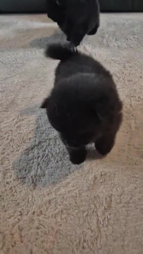 Pomeranian dogs for sale: Mini pomeranian puppies Russian bloodlines - Video 3