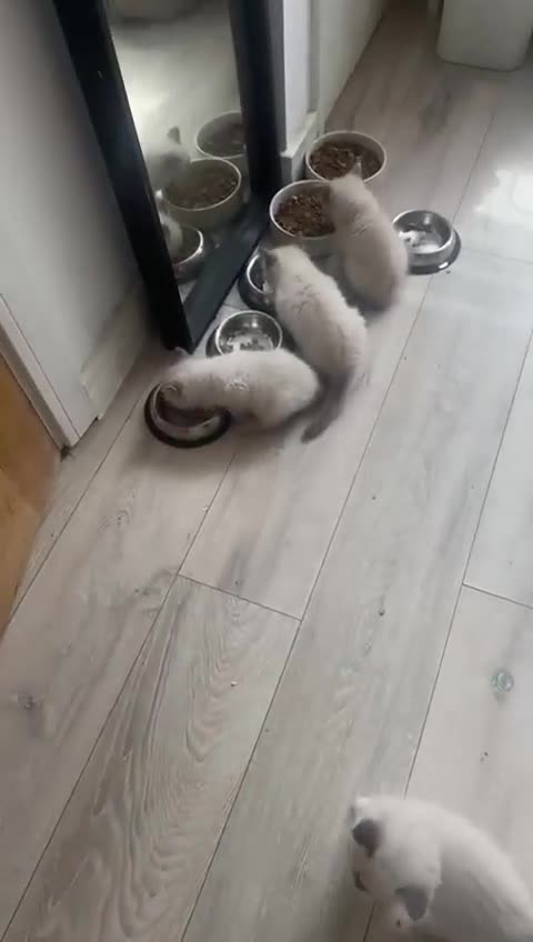 Ragdoll cats for sale: Ragdoll Blue pointed kitten Ready to go  - Video 1