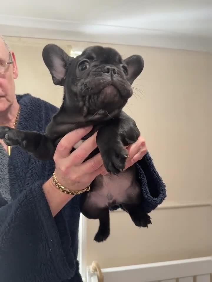 French Bulldog dogs for sale: stunning french bulldogs - Video 2