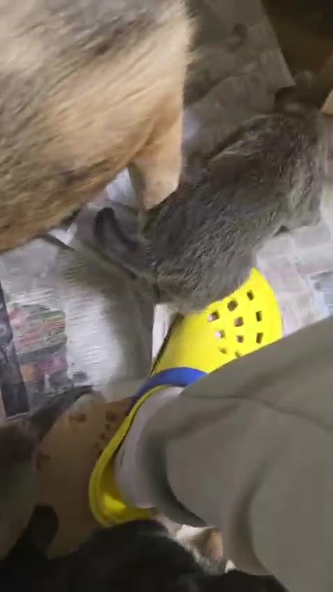 Mixed Breed dogs for sale: Lovely pups Mix of Mali& Husky in London - Video 1