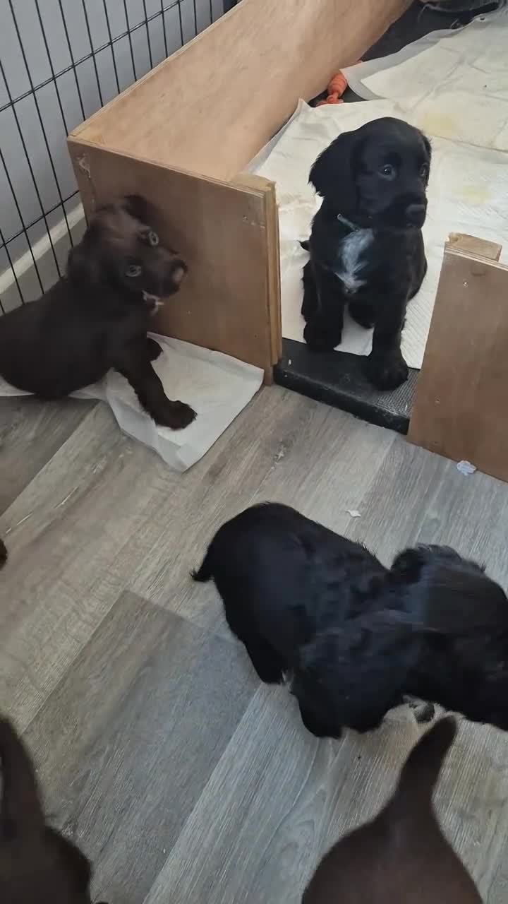 Sprocker dogs for sale: Working Sprocker Spaniels  - Video 3