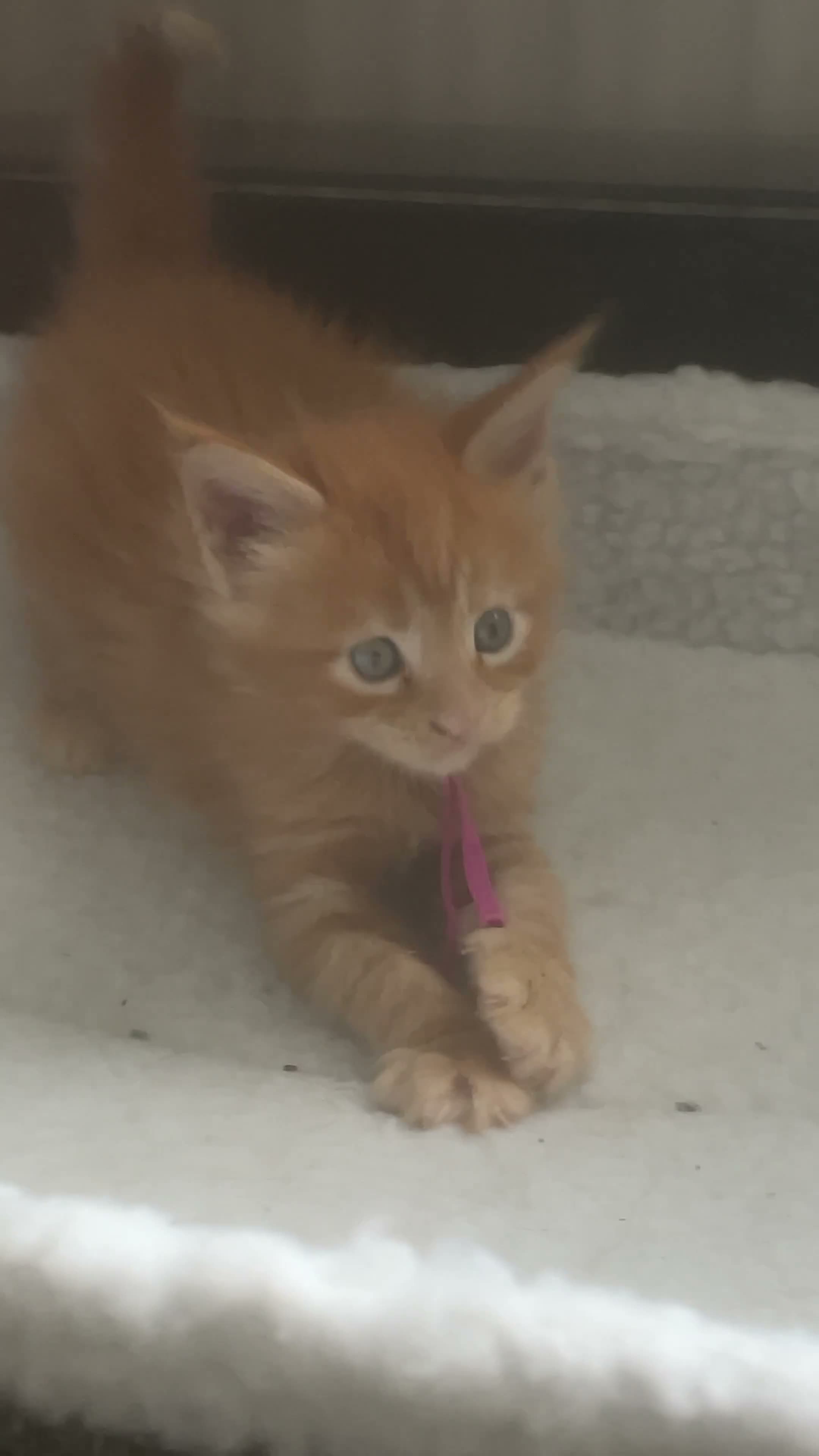 Maine Coon cats for sale: Beautiful Maine Coon Kittens – Raised with Love ❤️ - Video 2