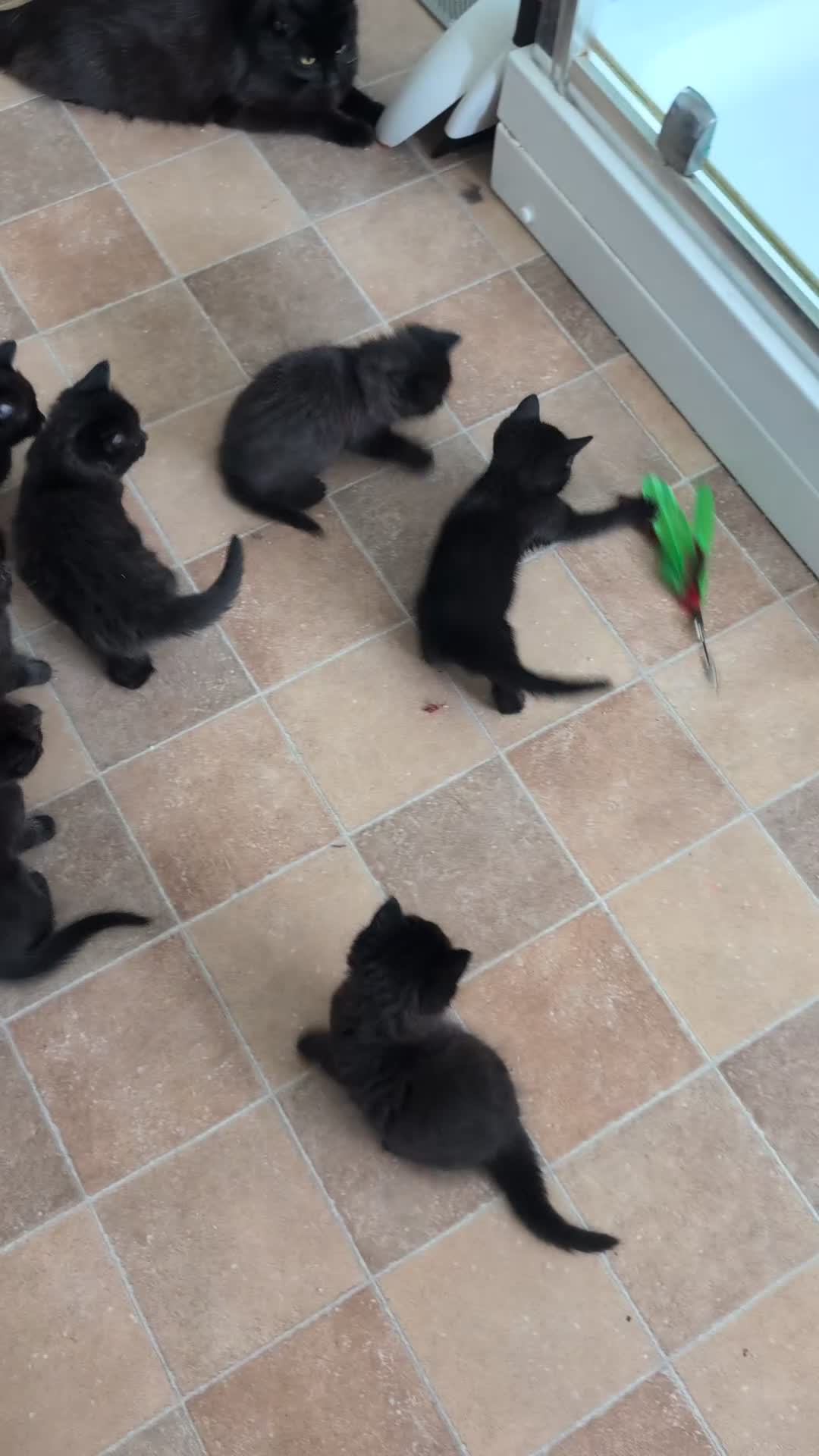 Mixed Breed cats for sale: Exquisite Luxe black kittens - Video 1