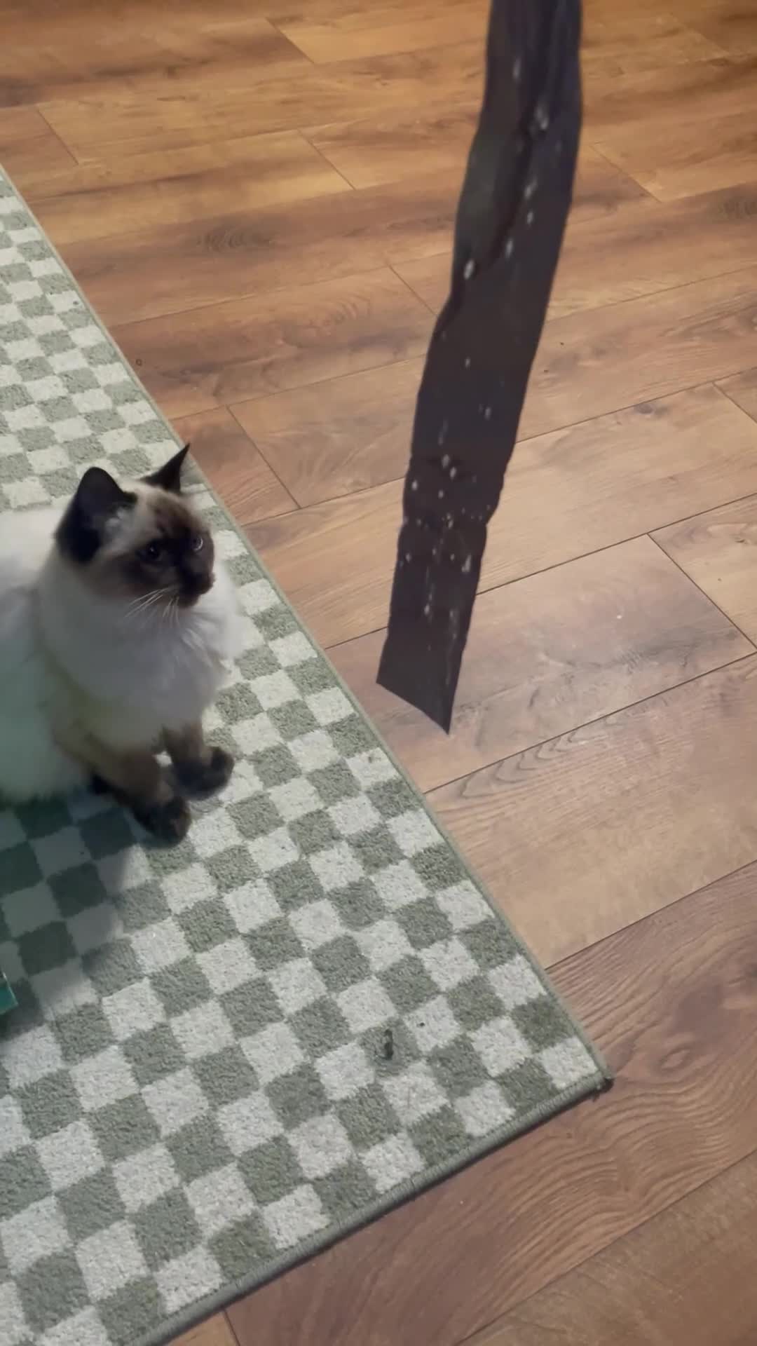 Ragdoll cats for sale: Ragdoll Cat/Kitten 8 months £200 - Video 2