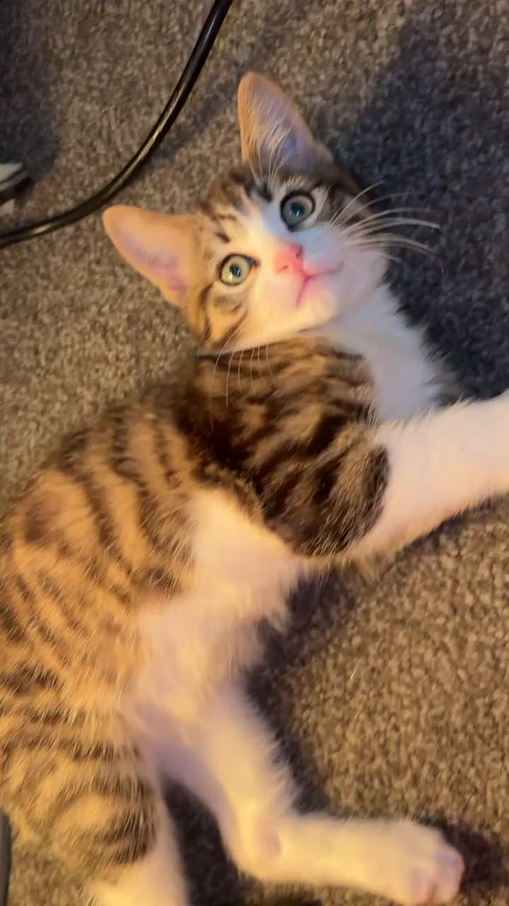 Mixed Breed cats for sale: kitten for sale  - Video 1