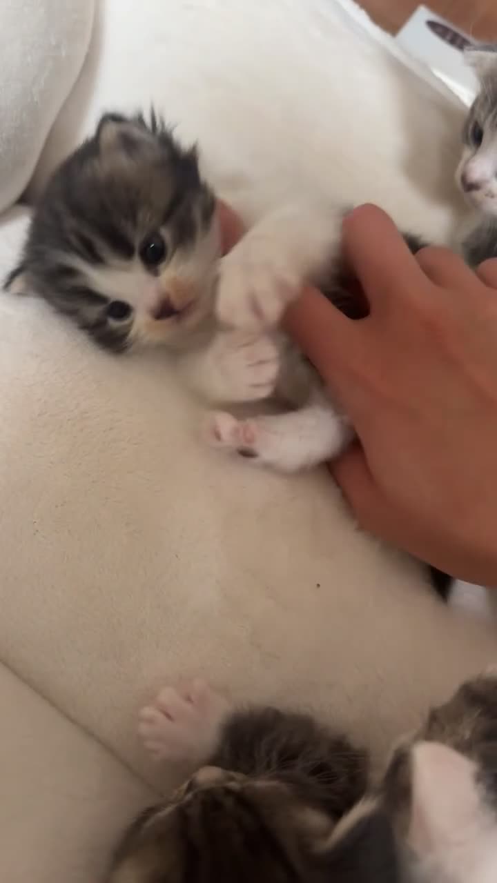 Domestic Shorthair cats for sale: 4 gorgeous kittens for sale - Video 2