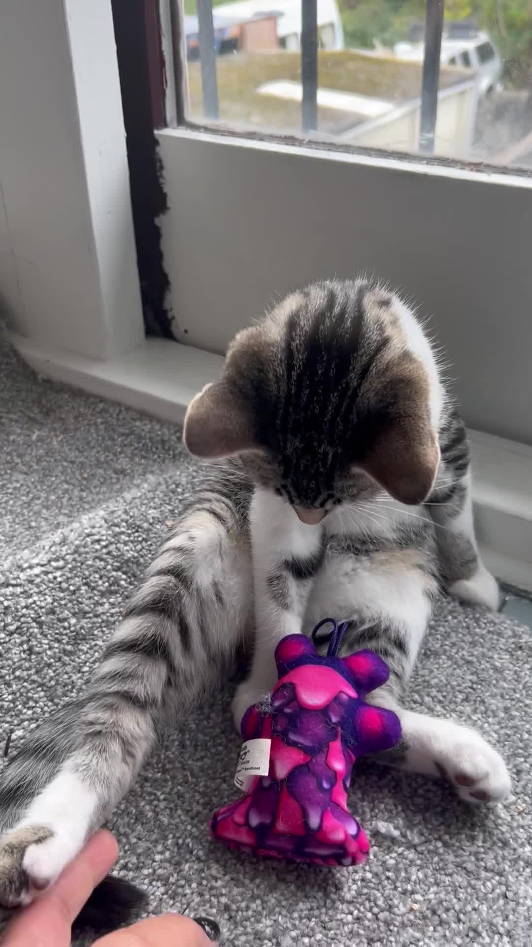 Bombay cats for sale: Friendly and smart Kittens  - Video 2