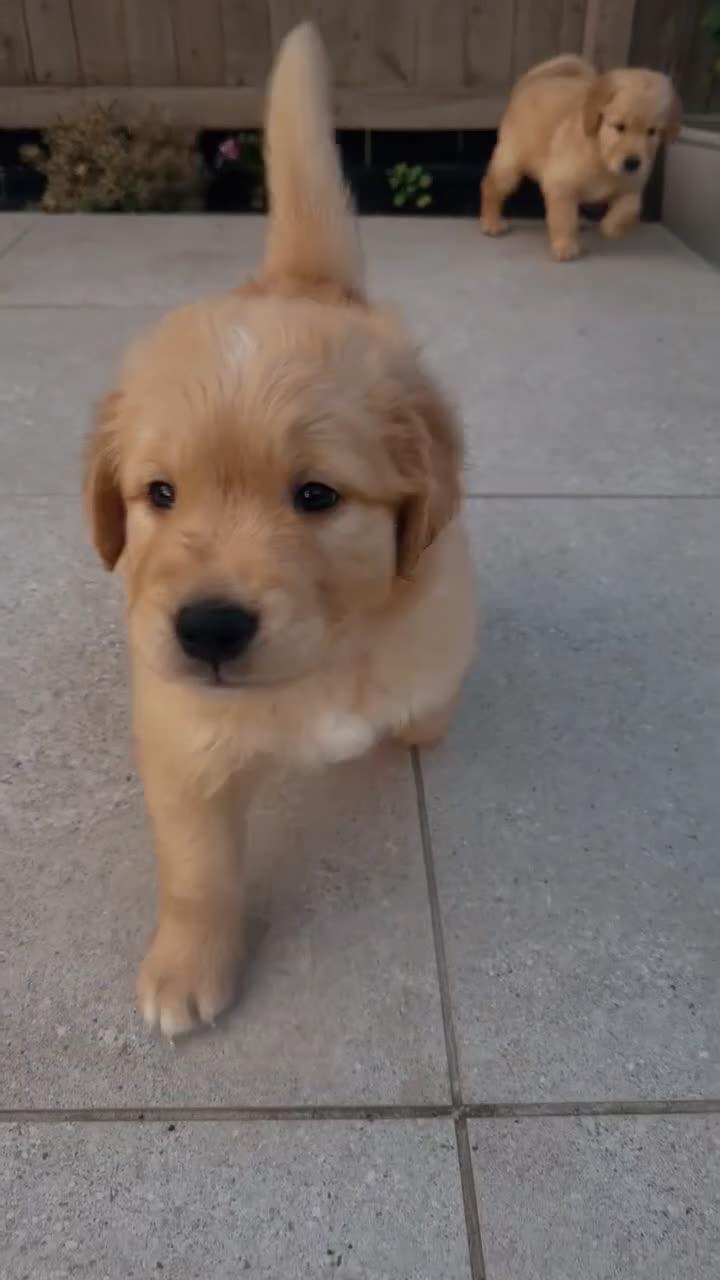 Golden Retriever dogs for sale: 2 beautiful golden boys left!✨🐾 - Video 1
