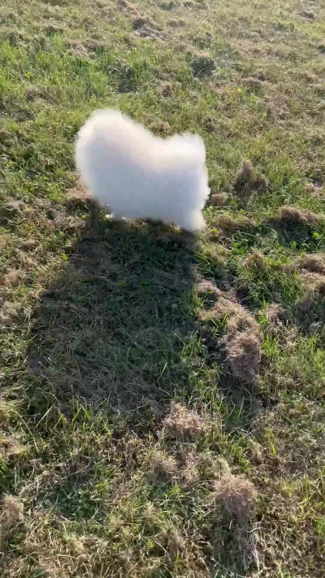 Pomeranian dogs for sale:     Luxury White Pomeranian Puppies  - Video 1