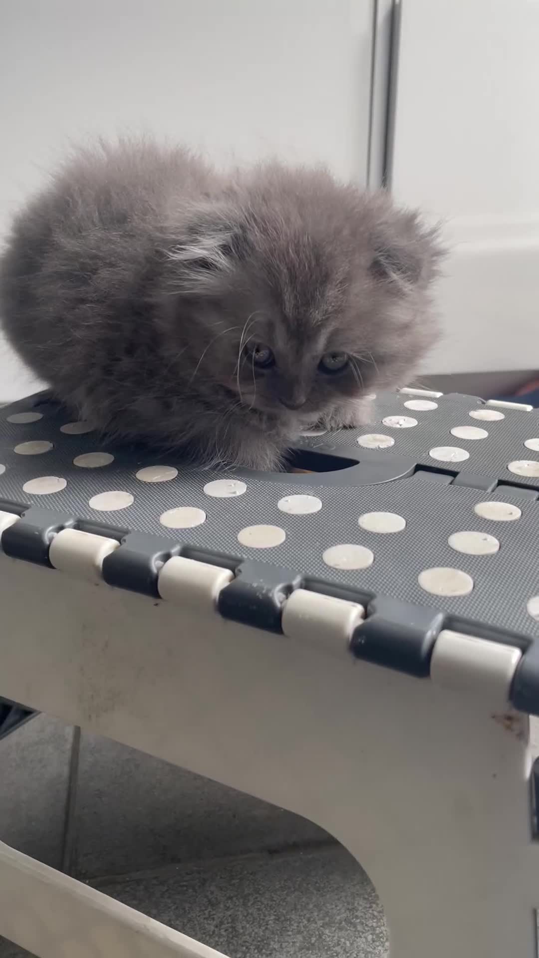 British Shorthair cats for sale: British shorthair/longhair kittens - Video 3