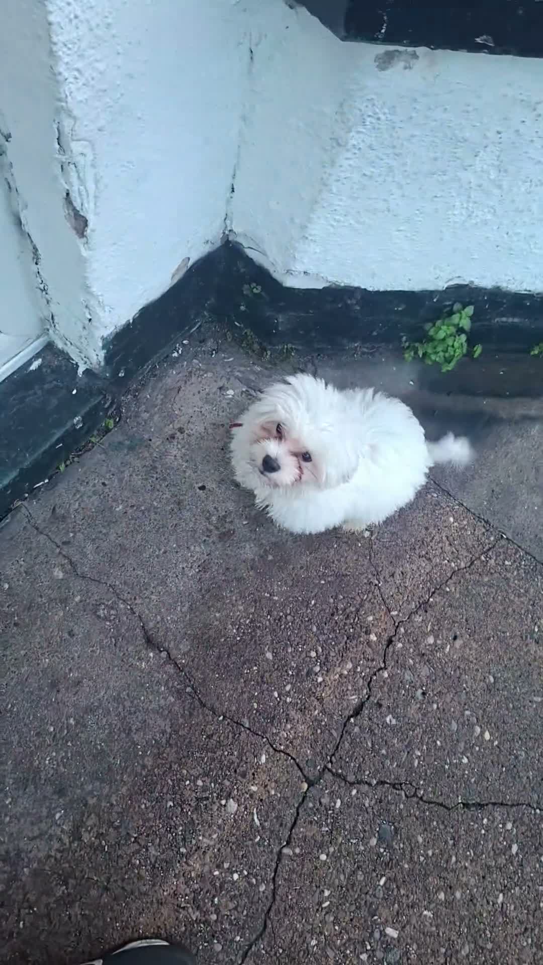 Bichon Frise dogs for sale: Bobby Bichon Frise  in Wolverhampton - Video 1