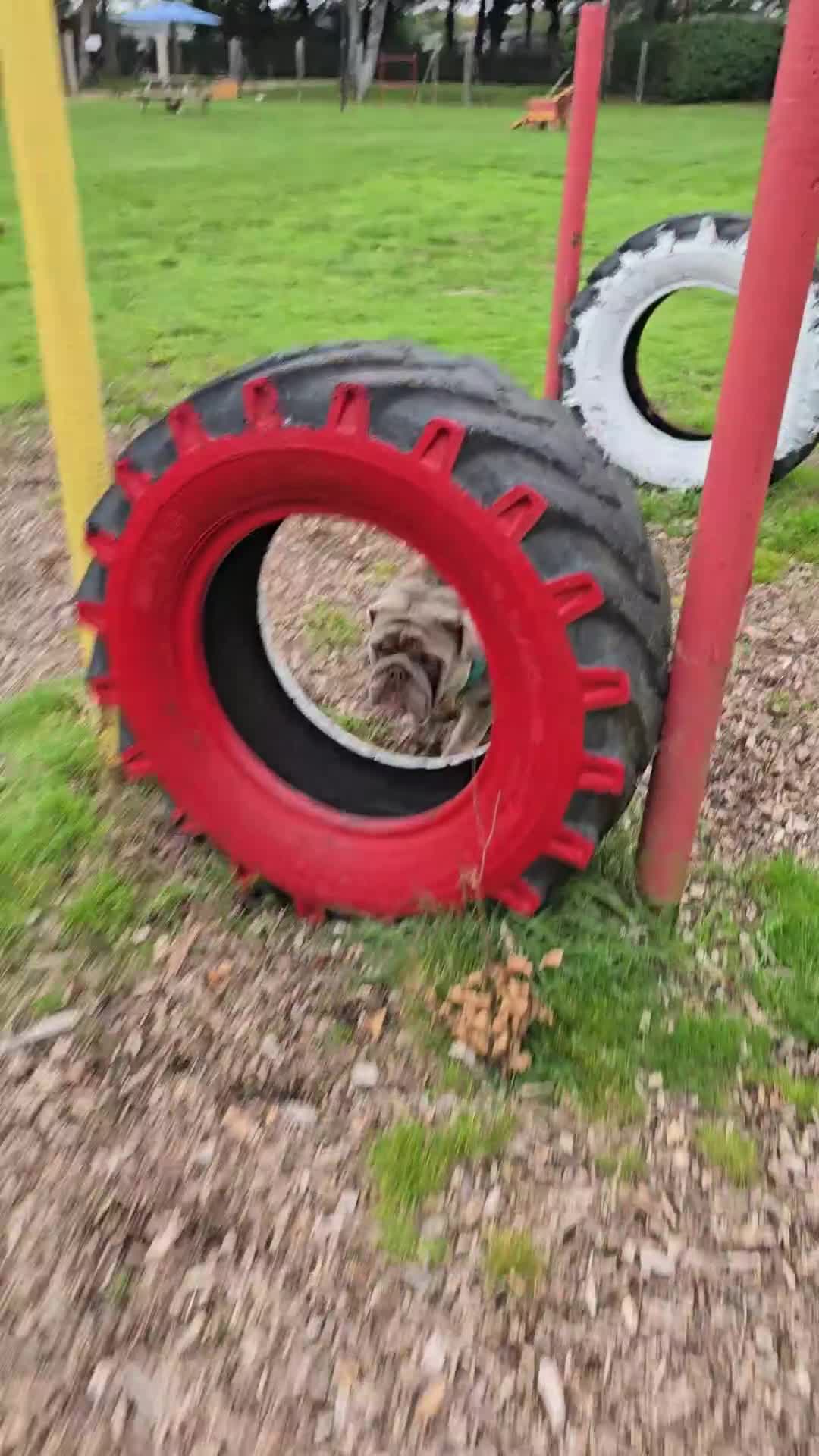 English Bulldog dogs for stud: Lowkey, Pink & Fluffy carrier Proven Stud!  - Video 2