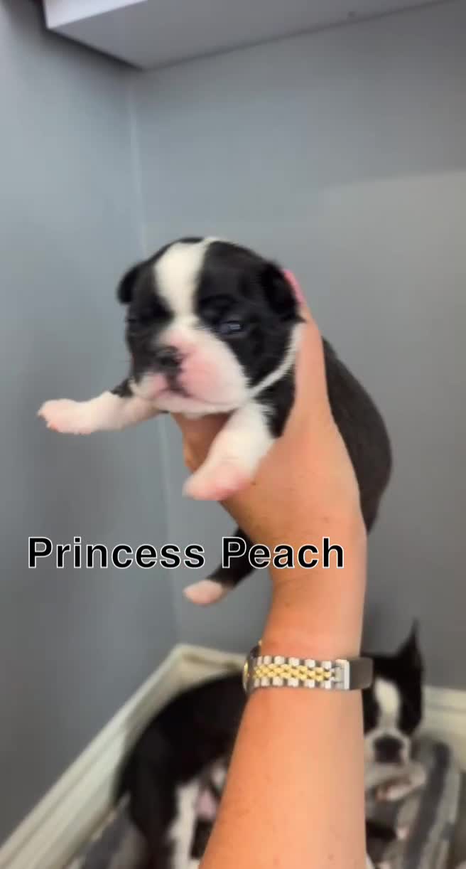 Boston Terrier dogs for sale: WILDAX Boston Terrier pups (2 girls left!) - Video 3