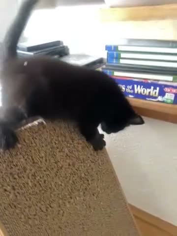 Mixed Breed cats for sale: Ragdoll x kittens  - Video 1