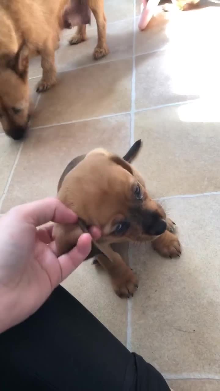 Mixed Breed dogs for sale: dachshund puppies READY TO GO  in Nelson - Video 2