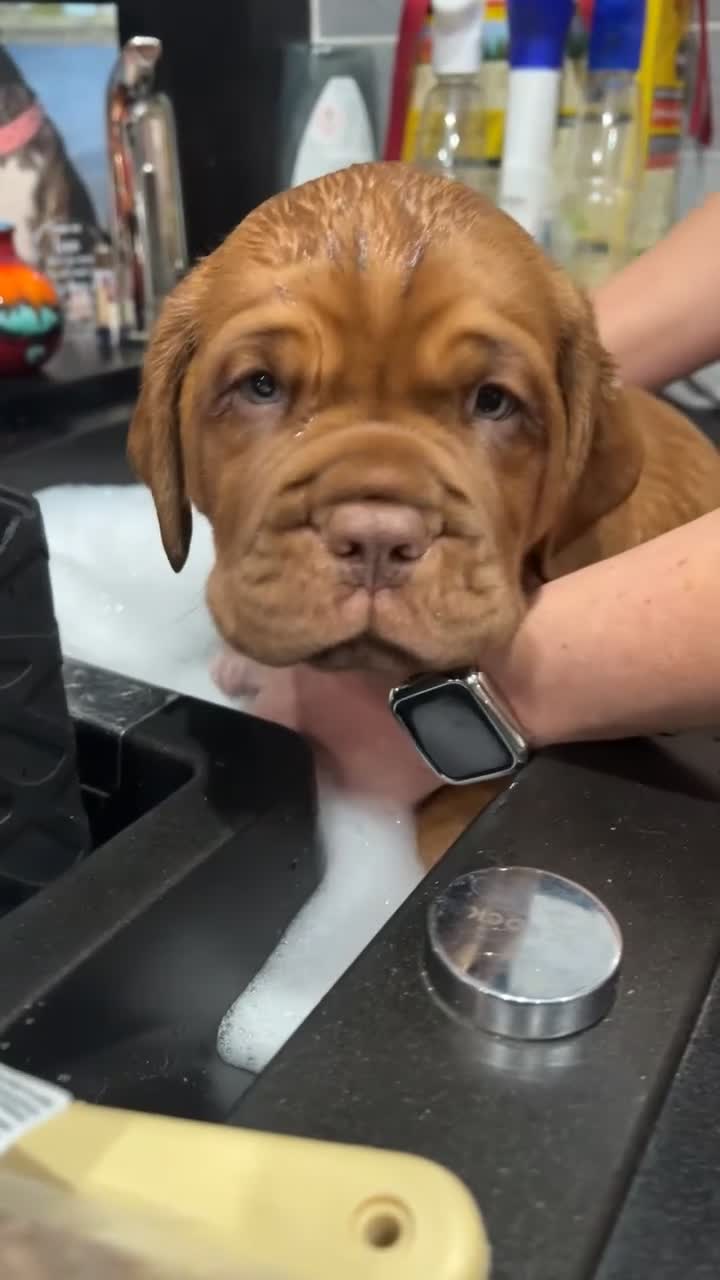 Dogue De Bordeaux dogs for sale: 🐾Dogue de Bordeaux Puppies Champion Bloodlines  - Video 4