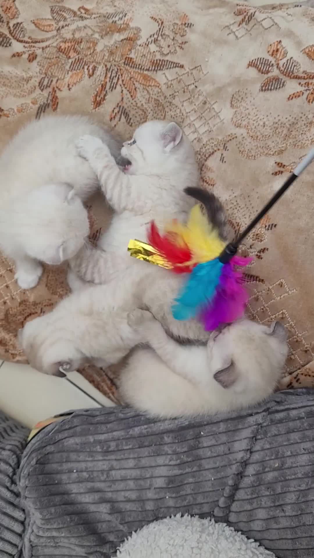 Scottish Fold cats for sale: Scottish fold kittens with blue eyes  - Video 4