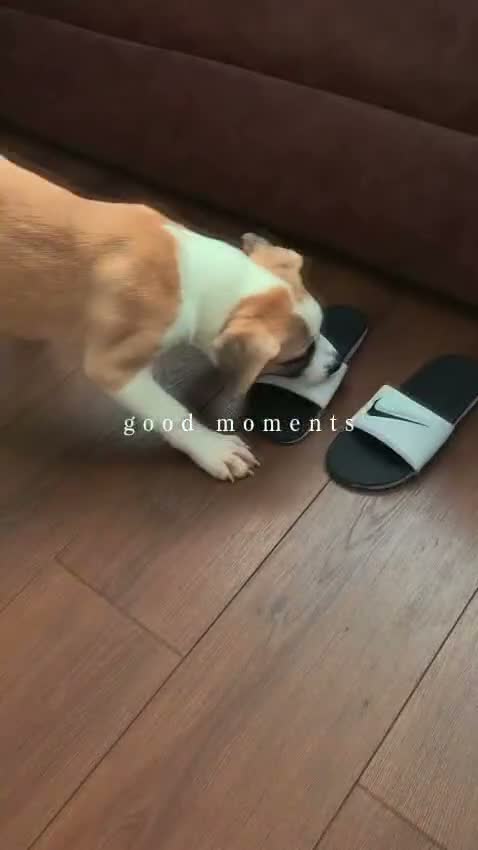 Mixed Breed dogs for sale: F1 American Bulldog x American Akita Puppies - Video 2