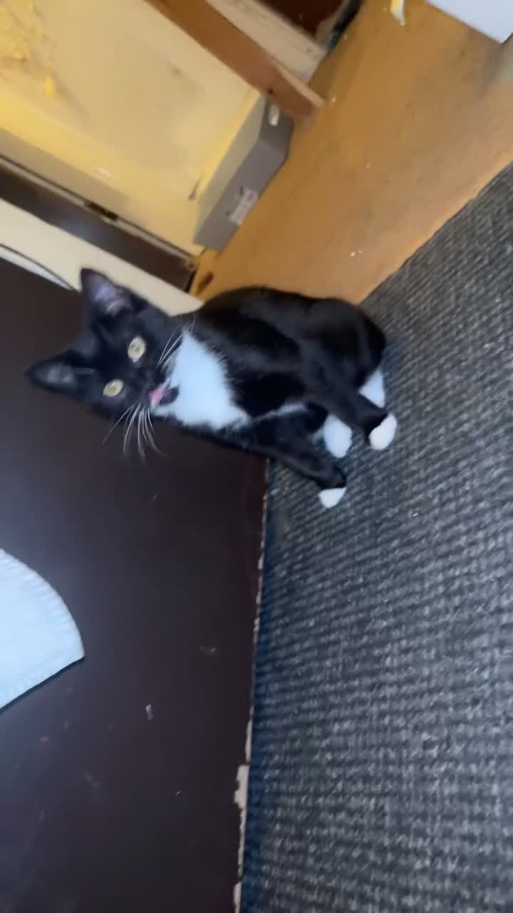 British Shorthair cats for sale: Mixed British Shorthair - Video 2